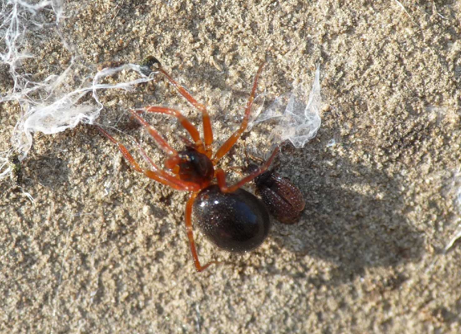 Campylosteira cf orientalis f. italica